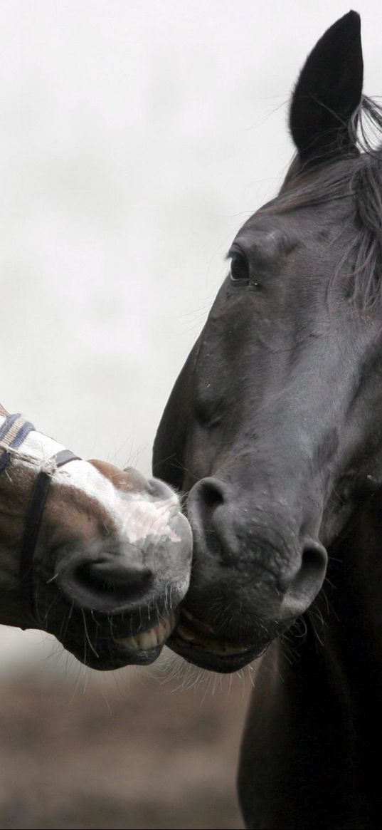 horse, steam, care, affection, kissing, head, mane