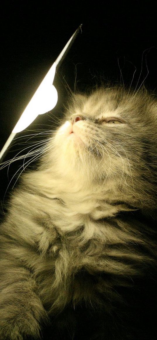 kitty, fluffy, light, lamp