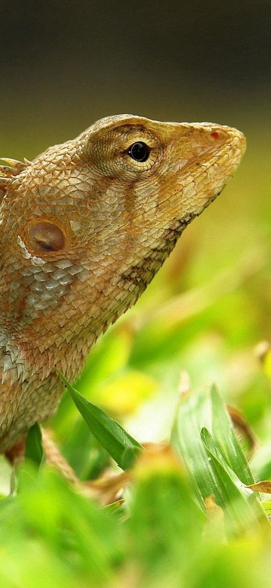 lizard, grass, reptile, color