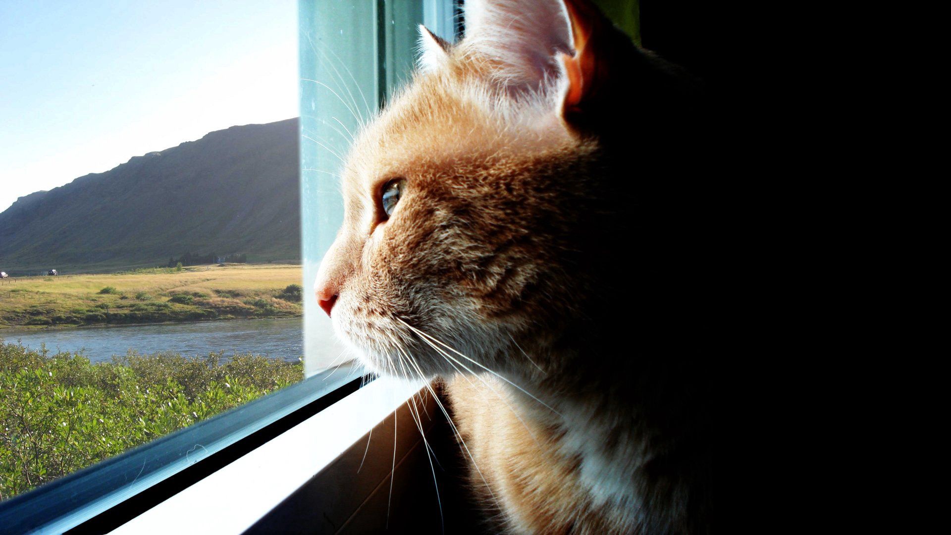 cat, window, profile, wool