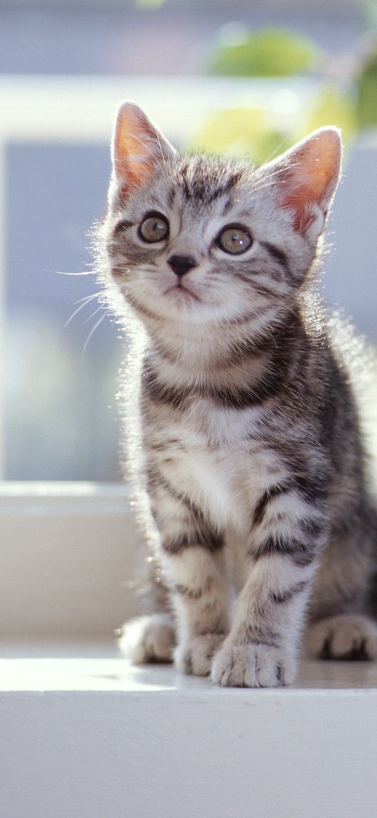 kittens, tabby, couple, window sill