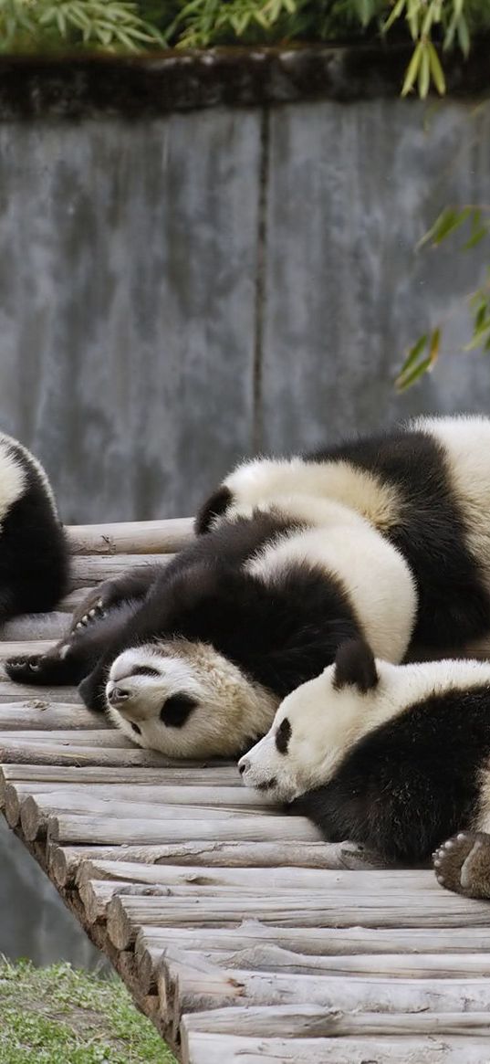 panda, set, lie, sleep, nature