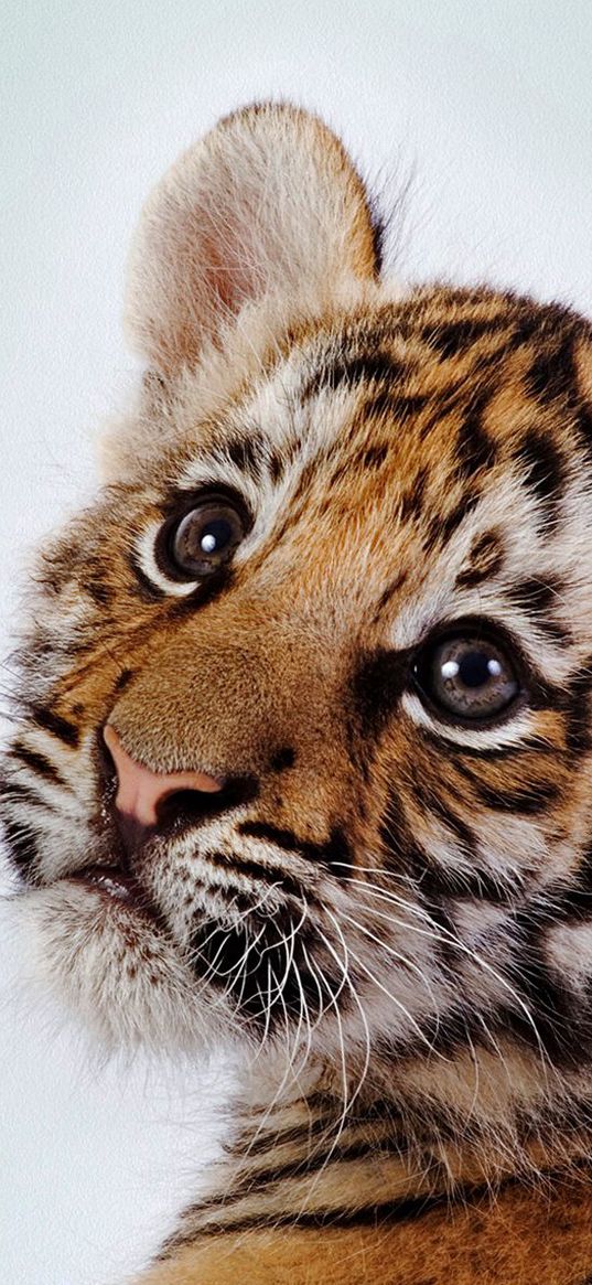 tiger, face, cub, baby, striped