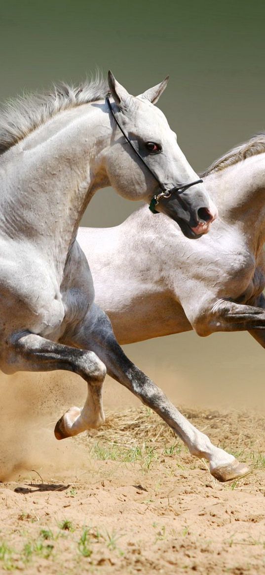 horses, dust, jumping, couple