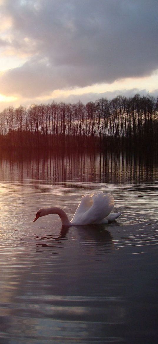 swans, lake, sun, silhouette, bird