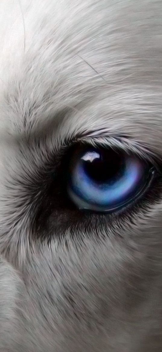 eyes, dogs, blue, wool