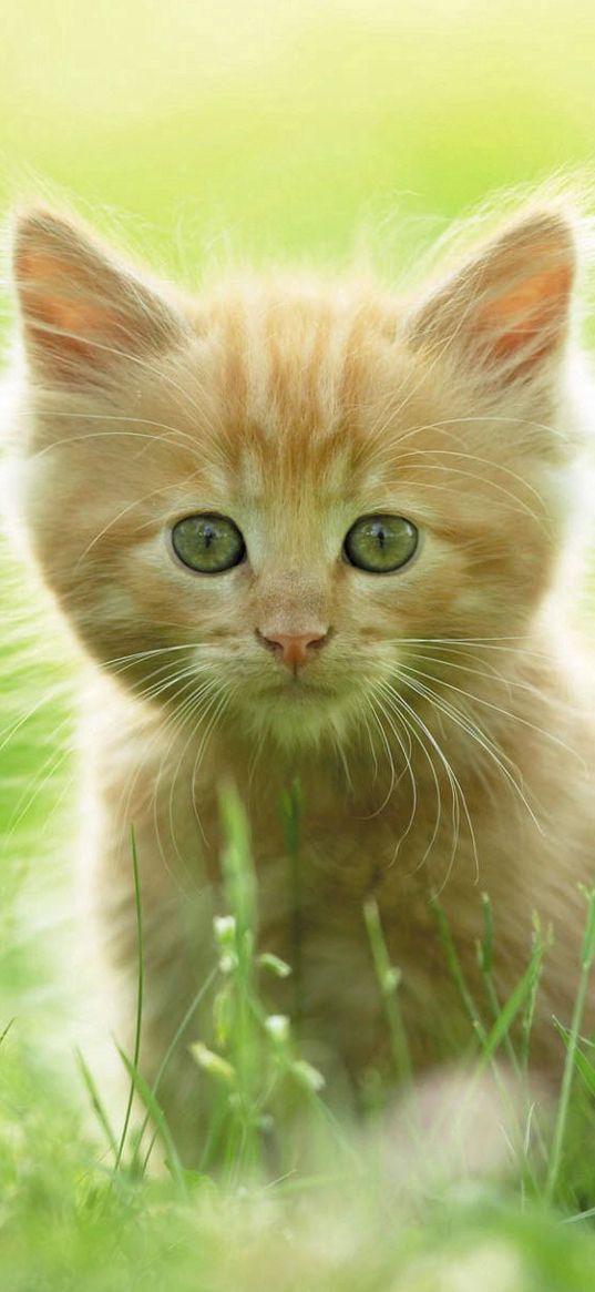 kitten, grass, fluffy, walk, curiosity