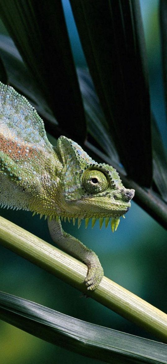 chameleon, color, branch, climbing