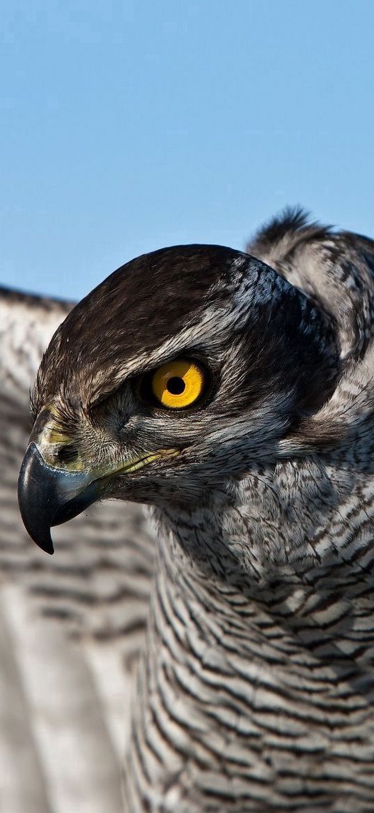 falcon, bird, striped, tail, wag