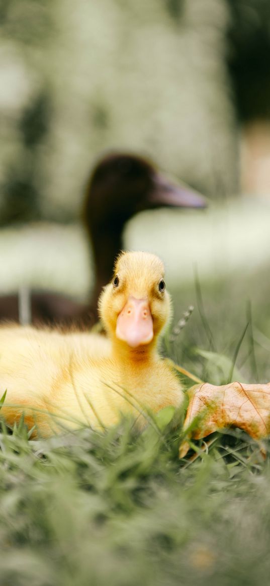 duckling, duck, birds, leaf, grass, nature