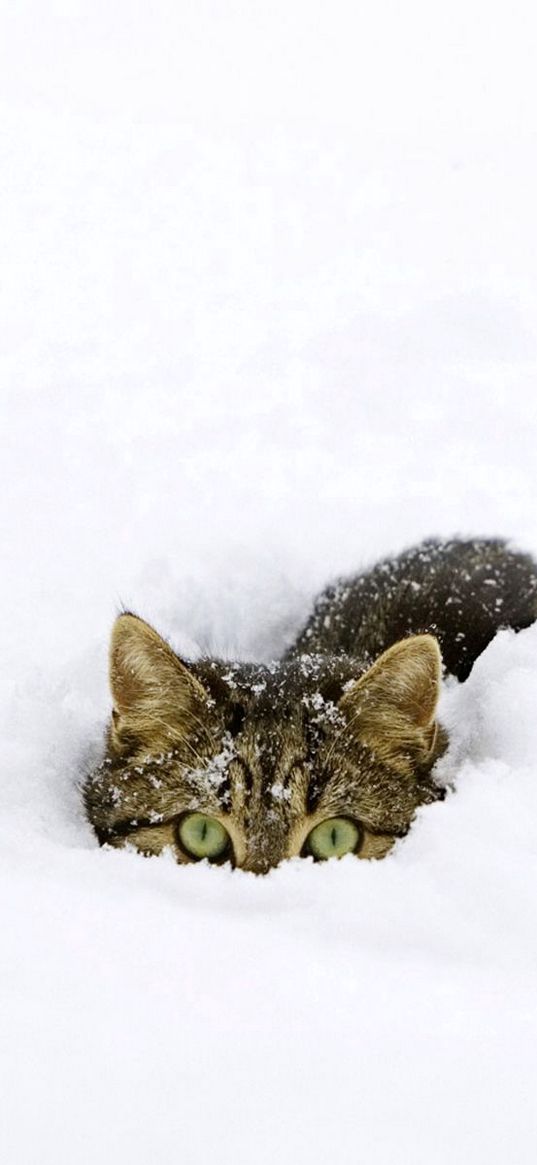 cat, snow, tail, playful, climbing