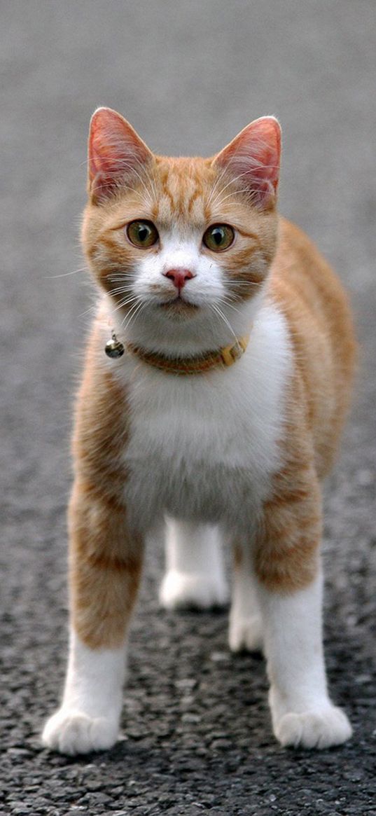 cat, face, legs, color, road