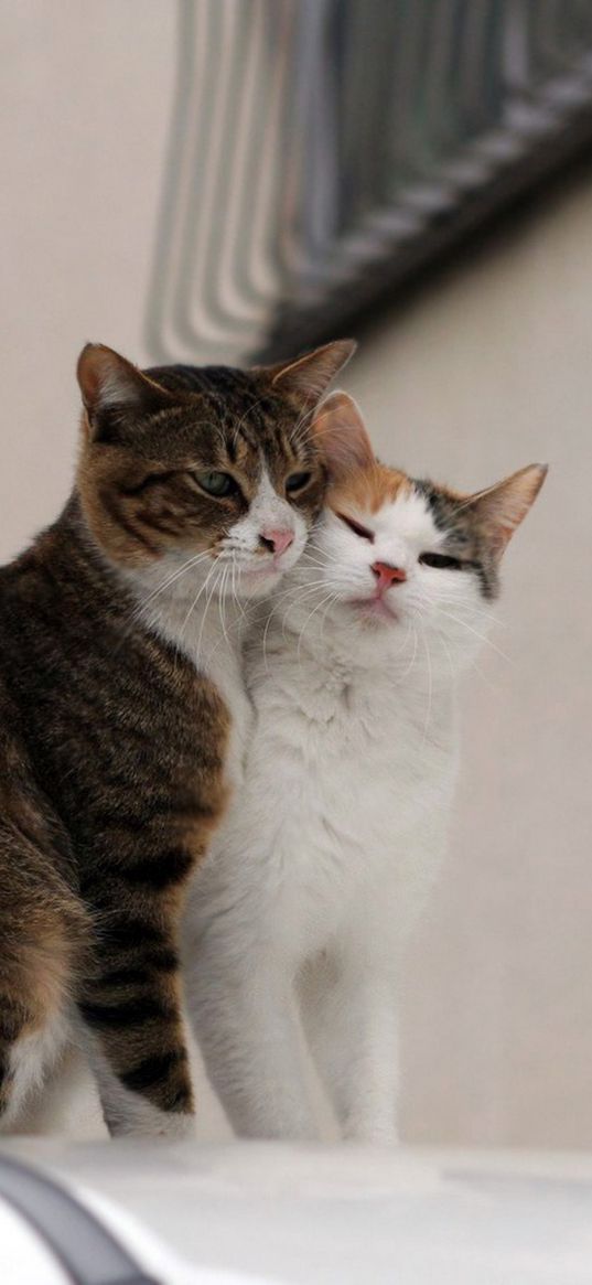 cats, couple, affection, care