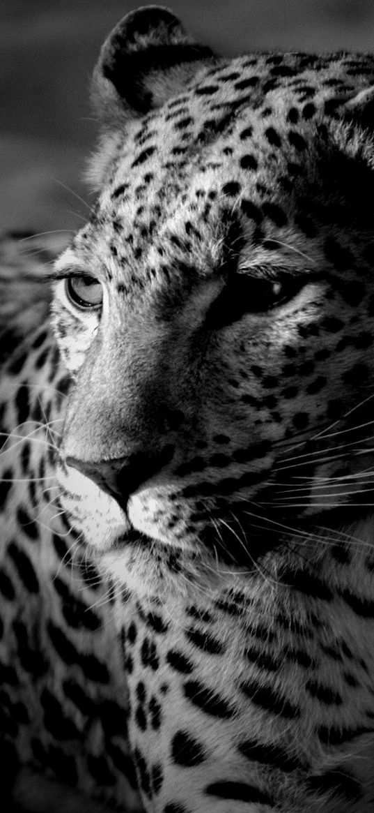 leopard, color, spotted, black and white