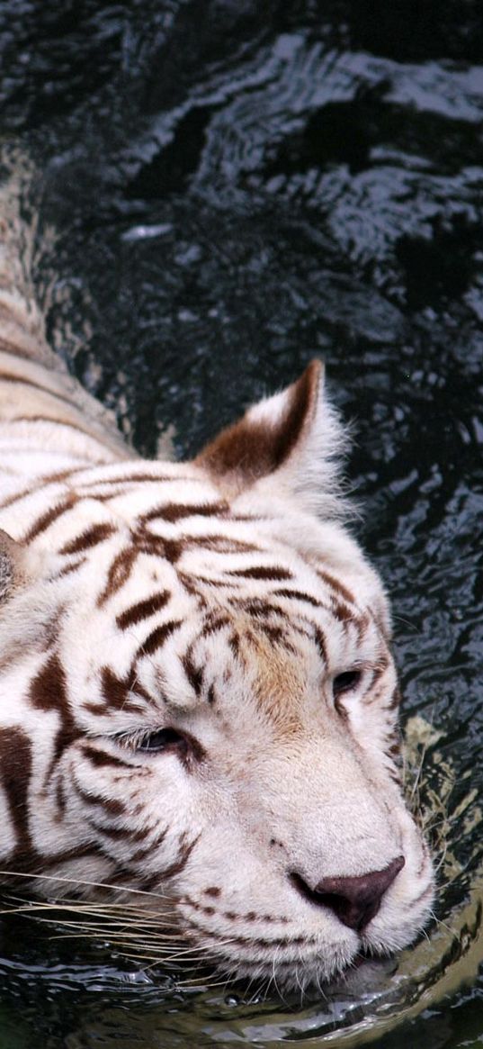 tiger, albino, swim, water, big cat, predator