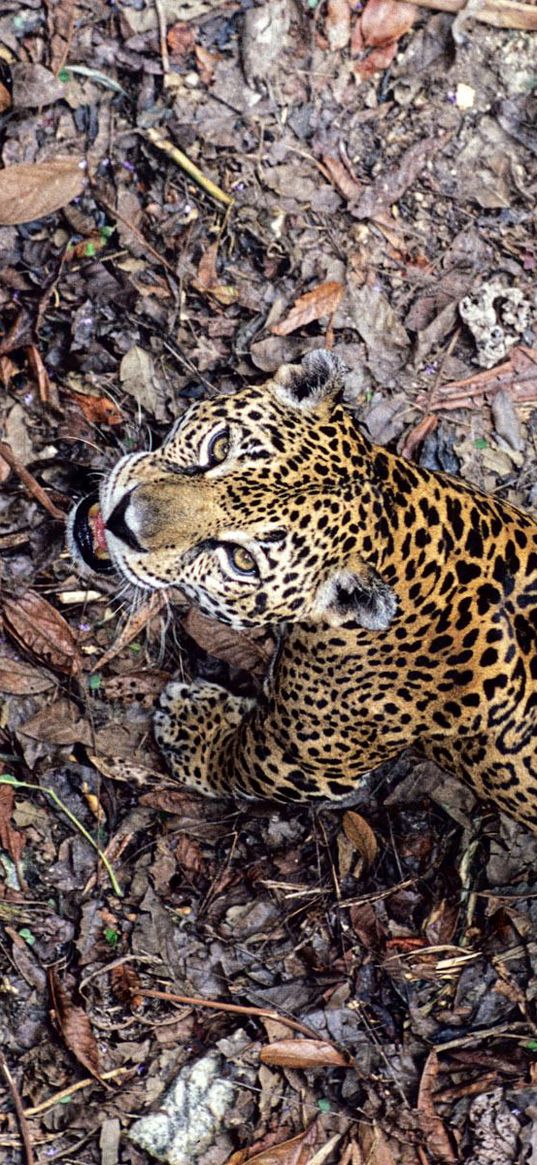 jaguar, leaves, top view, autumn, big cat, predator