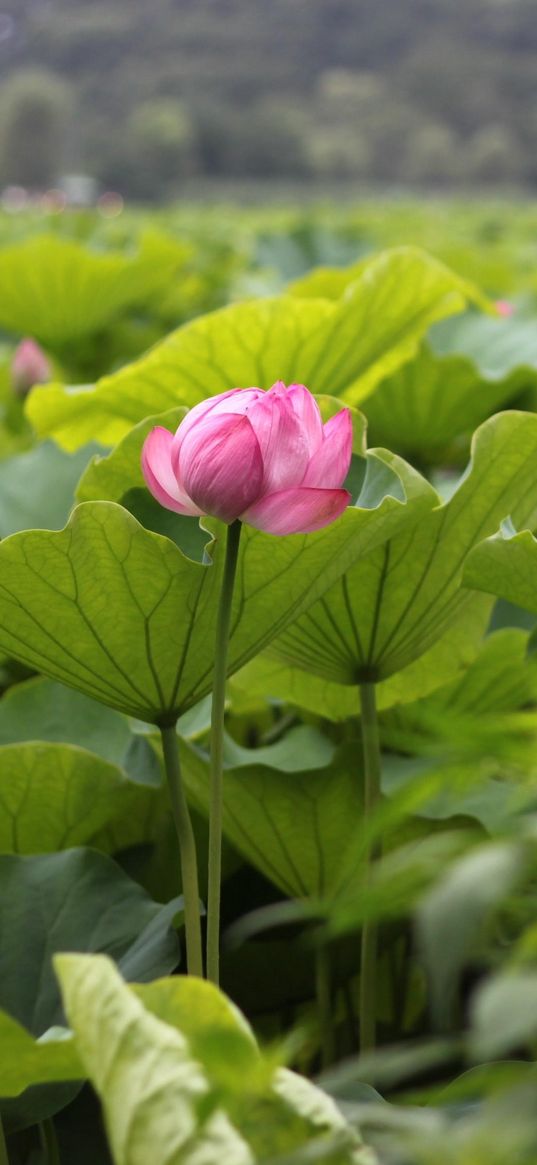 lotuses, herbs, leaves, sharpness