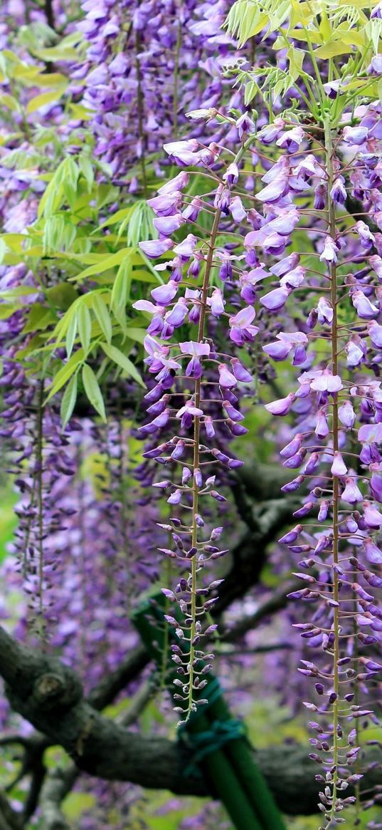 wisteria, grapes, branches, sharpness