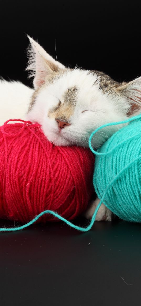 cat, ball, thread, sleep, playful