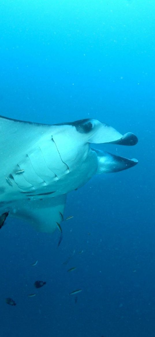 stingray, sea, underwater, swim