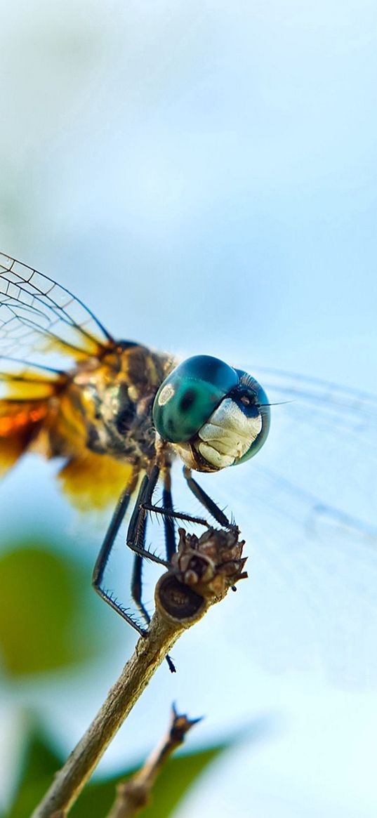 dragonfly, flying, wings, insect