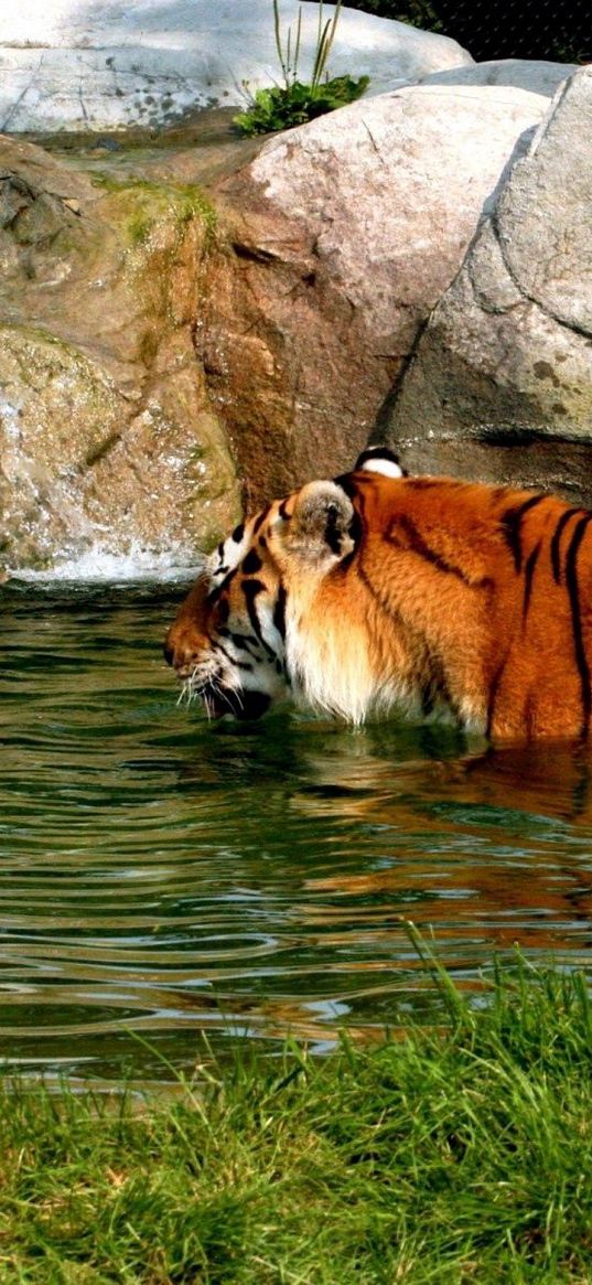 tiger, big cat, carnivore, swim, water, rocks