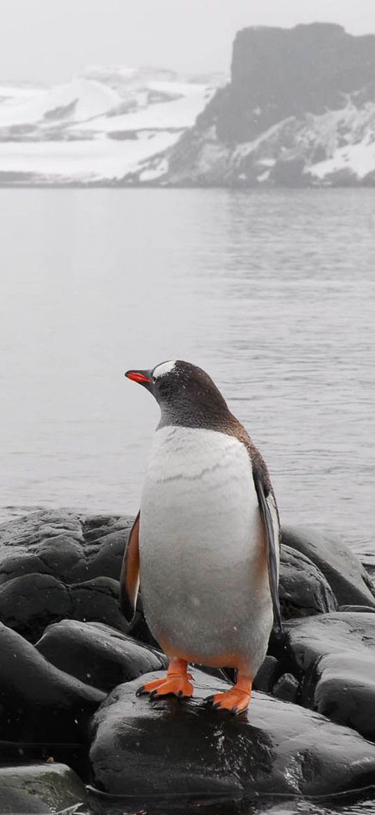 penguin, horizon, rocks, sea