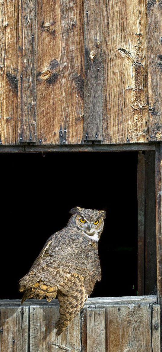 owl, barn, window, wooden, predator, bird