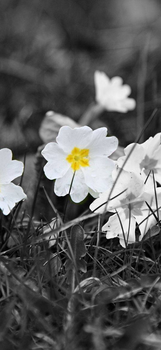 field, white, yellow, black-and-white