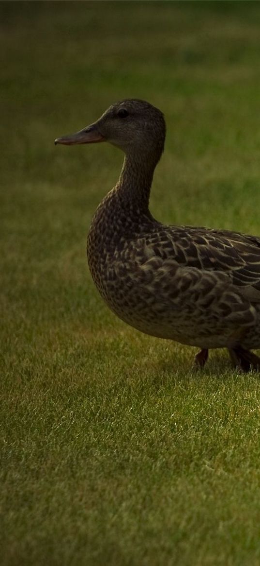 duck, young, ducks, grass, walk, family, care