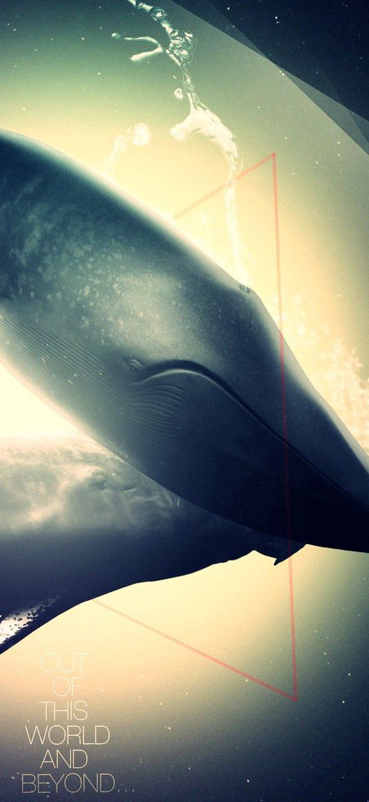 whale, dolphin, deep, light, shadow