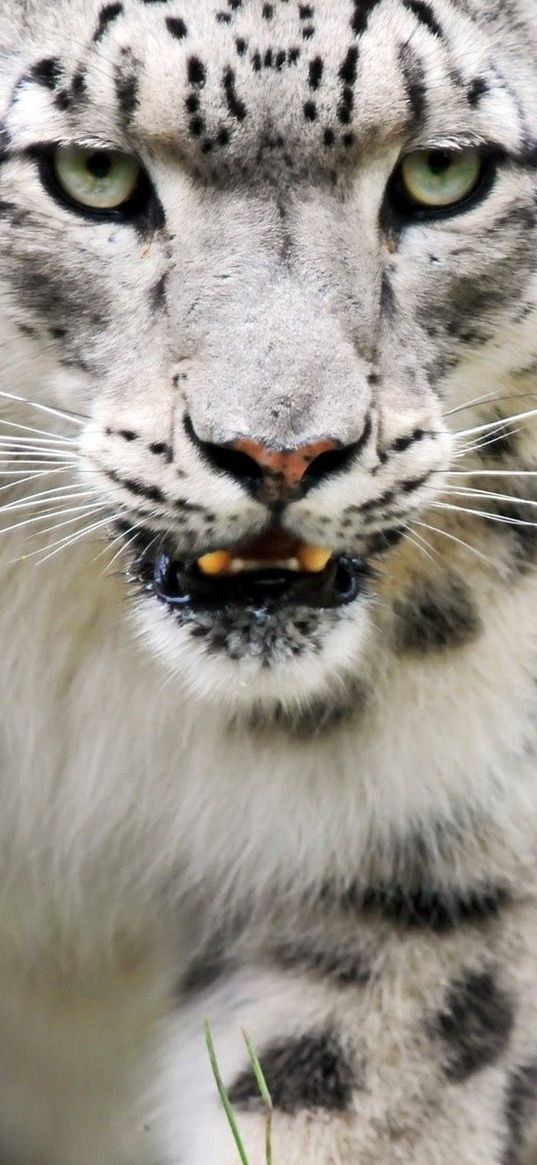 snow leopard, color, eyes, big cat, predator