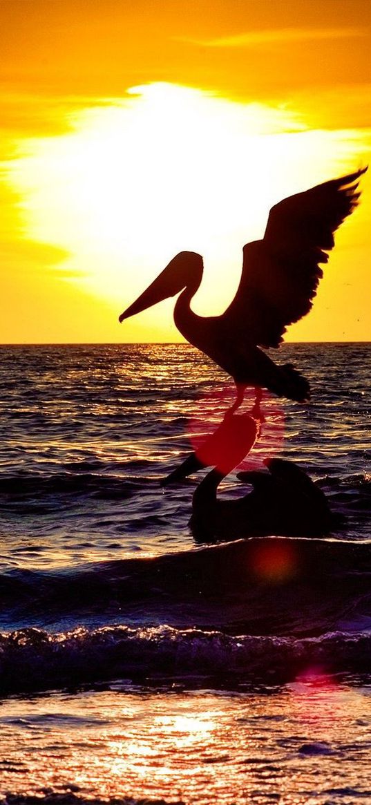 pelican, stork, landscape, sea, flying, sunset