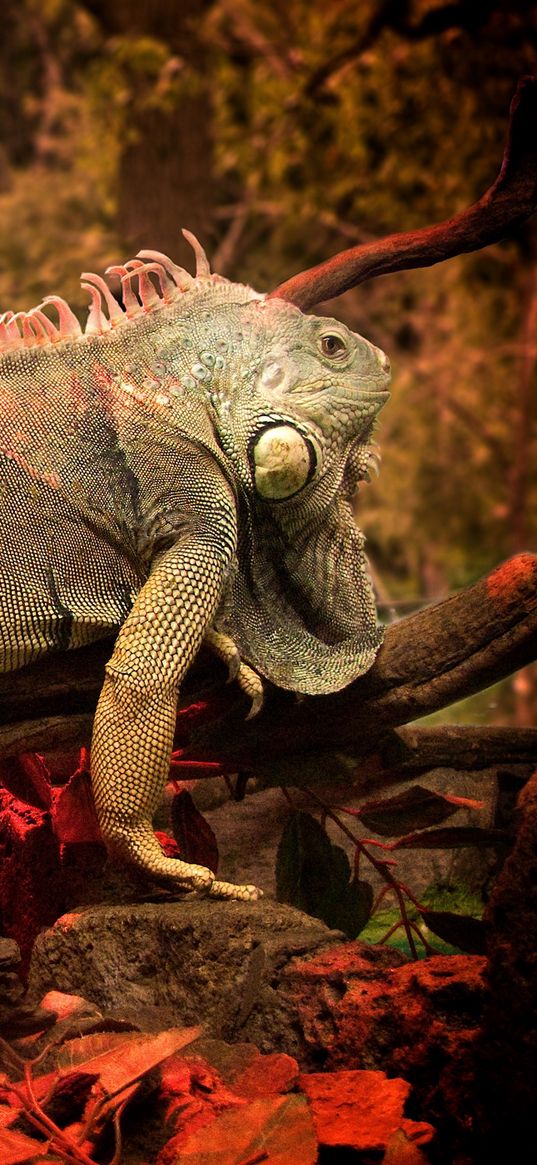 iguana, color, tree, light