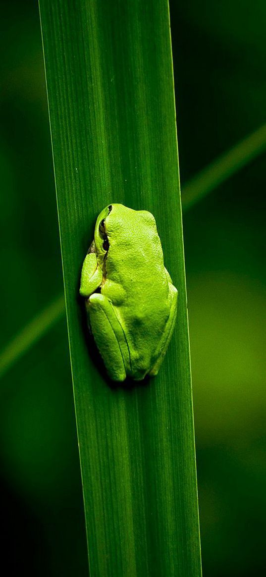 frog, marsh, plant, climbing