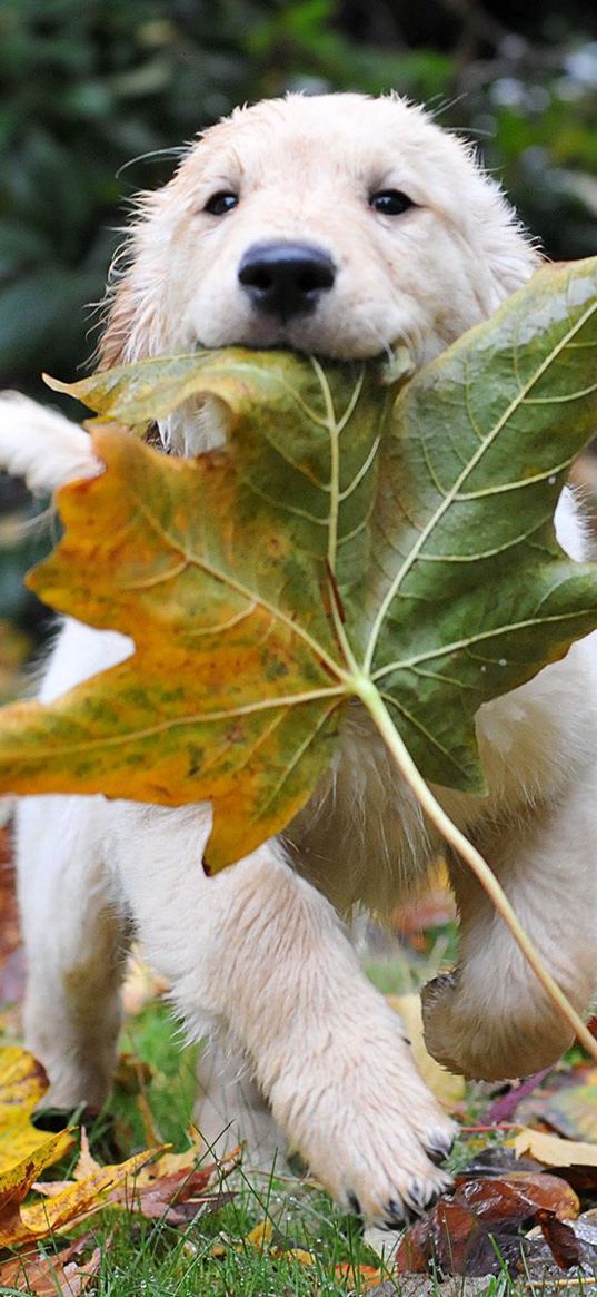 dogs, run, leaves, autumn, puppy