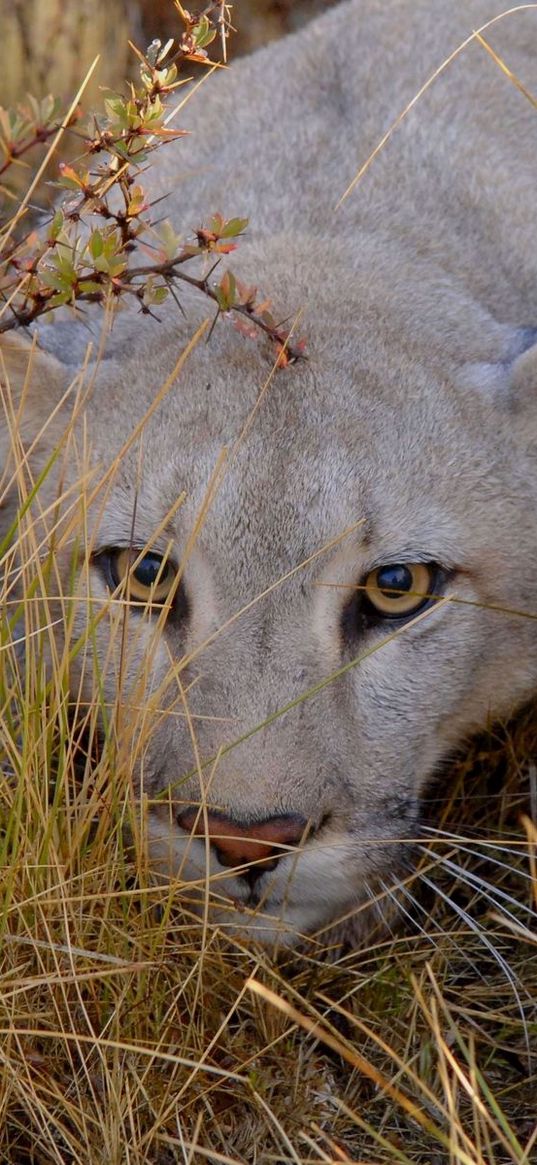 lion, grass, eyes, face, walking, hunting, anger, big cat