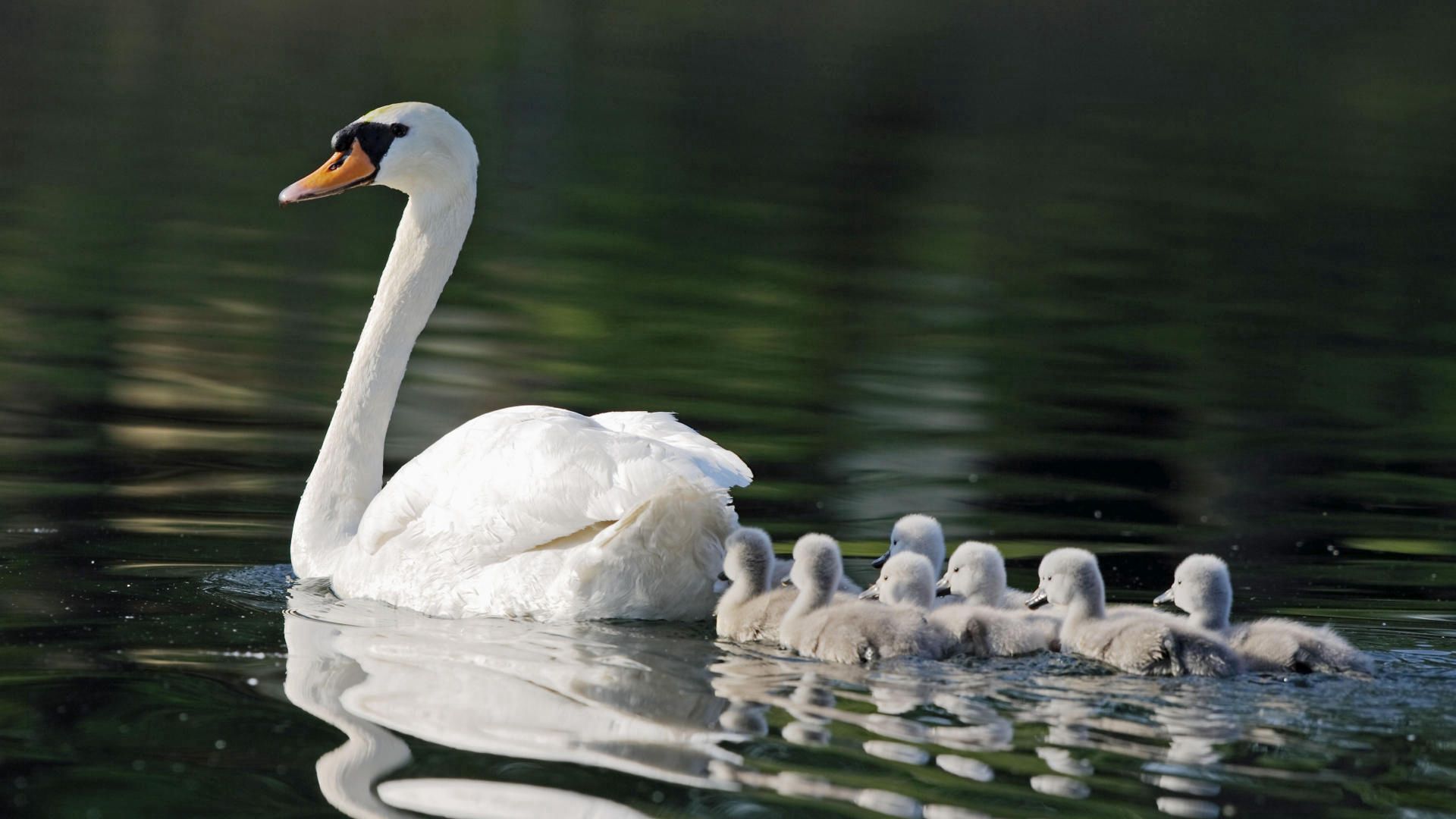 swans, birds, babies, swimming, family, care