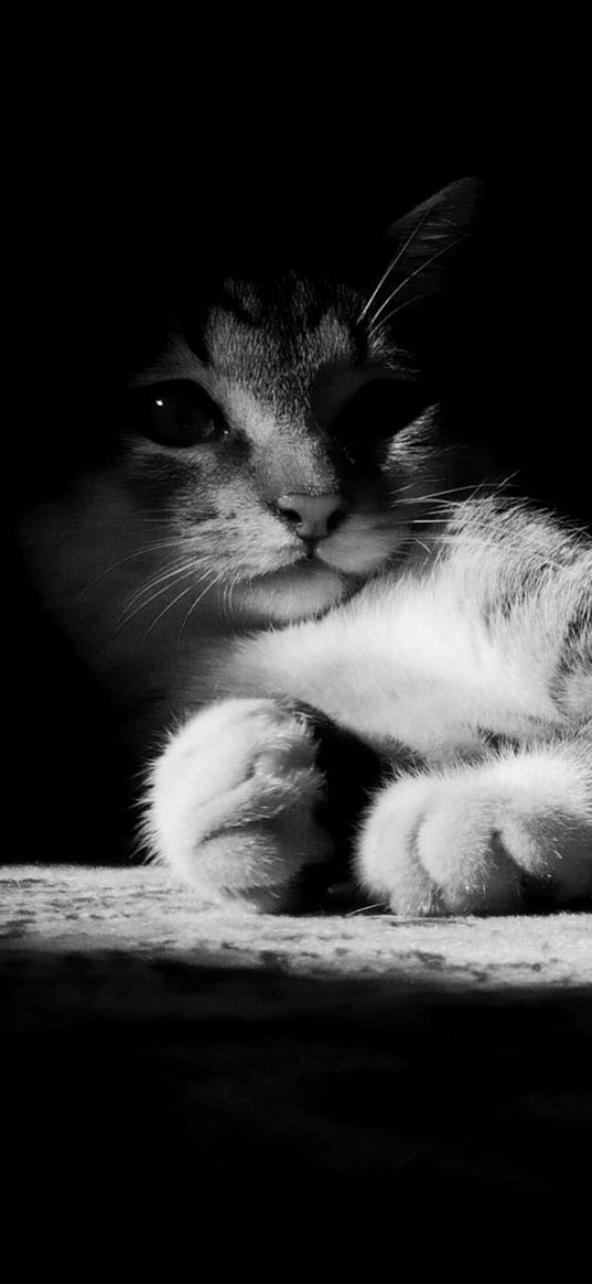 cat, lying, shadow, striped, black and white