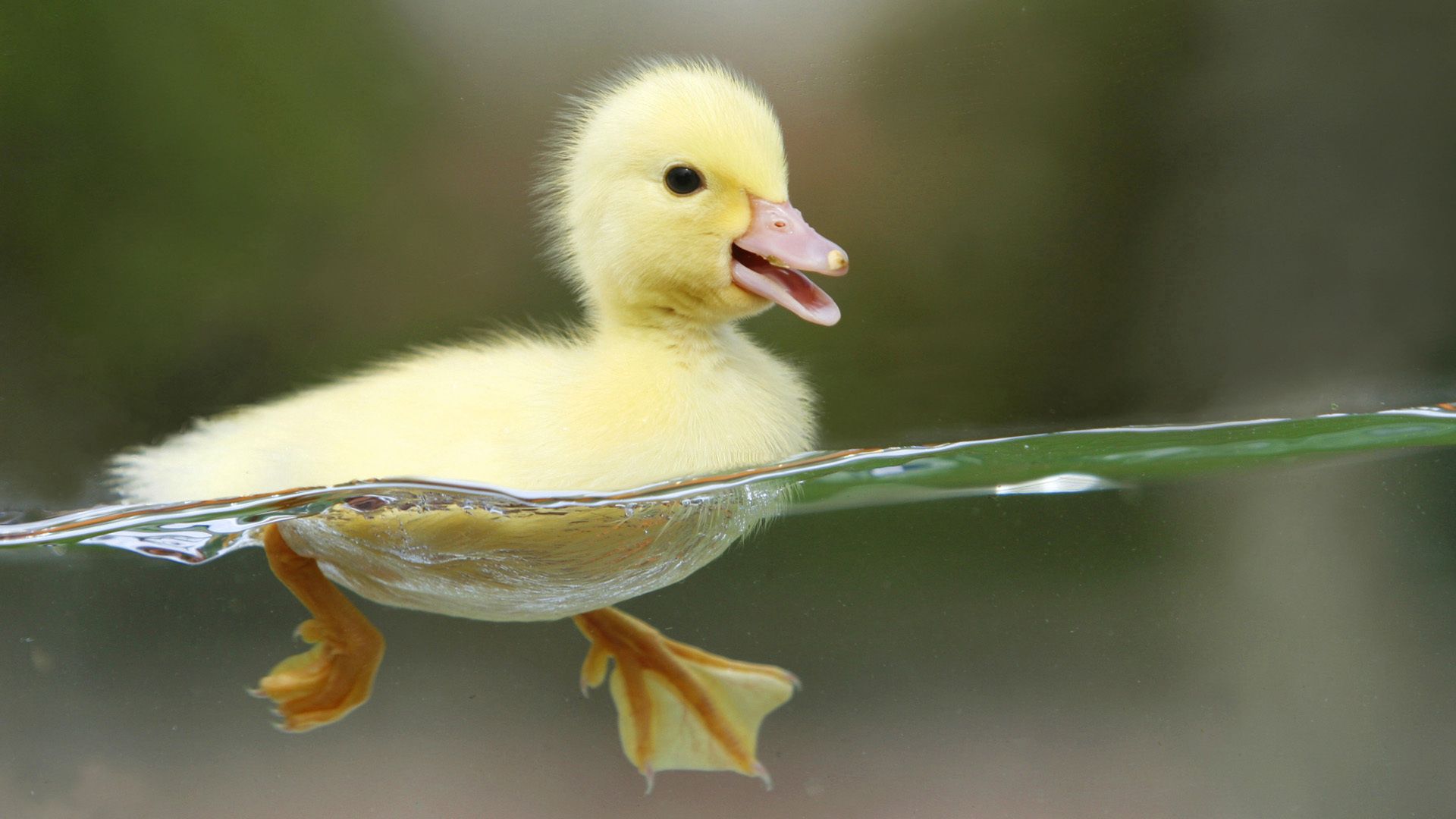 duckling, bird, water, swim