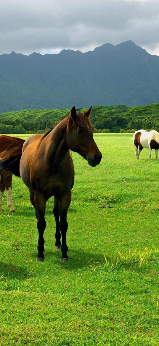 horse, pasture, grass, meadow, walk