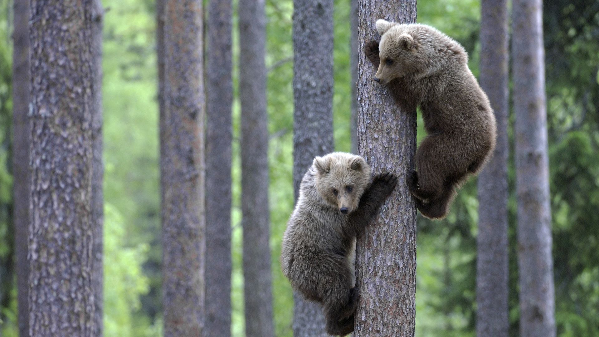 bears, couple, tree, climbing, forest