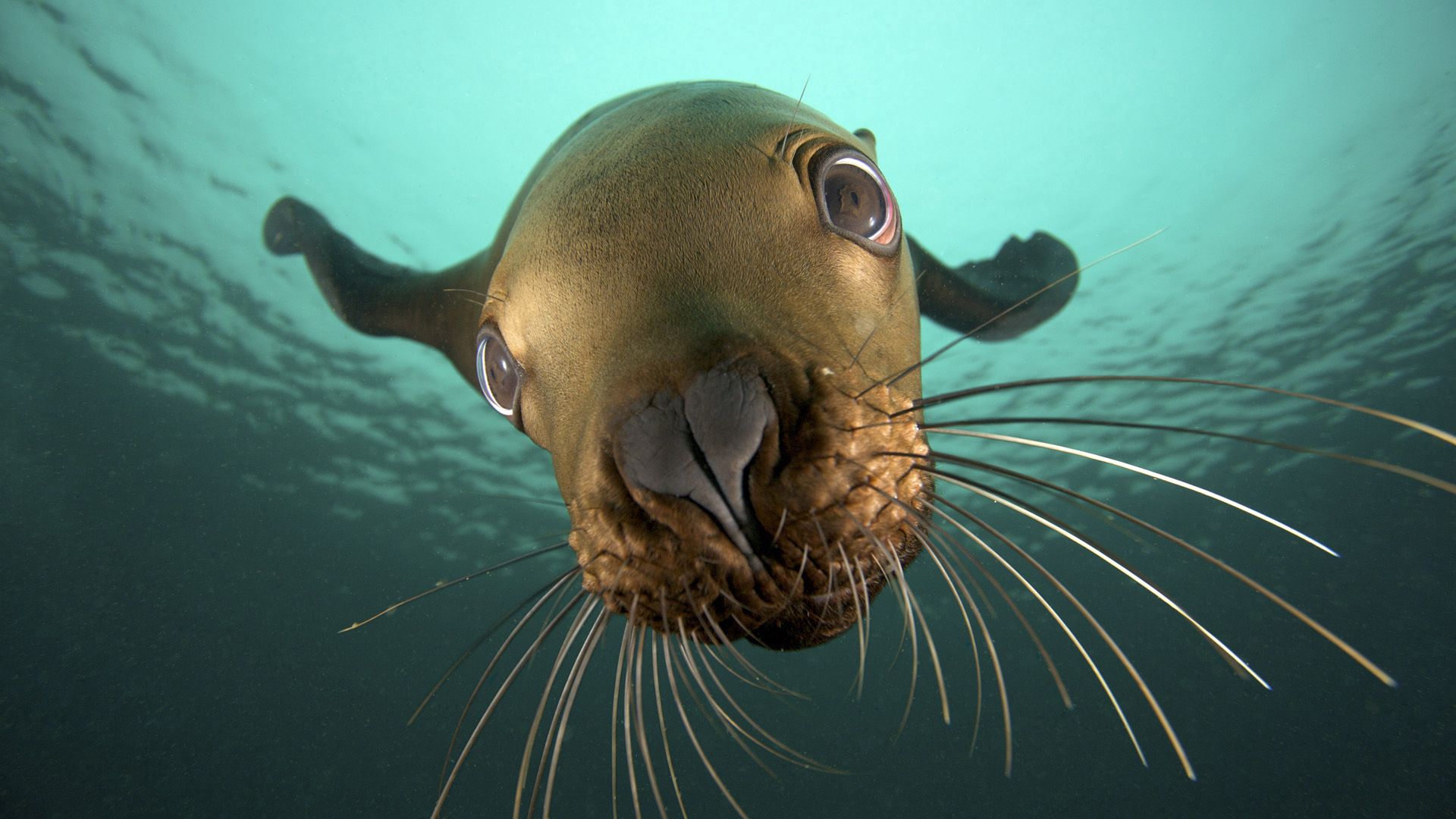 seal, face, eyes