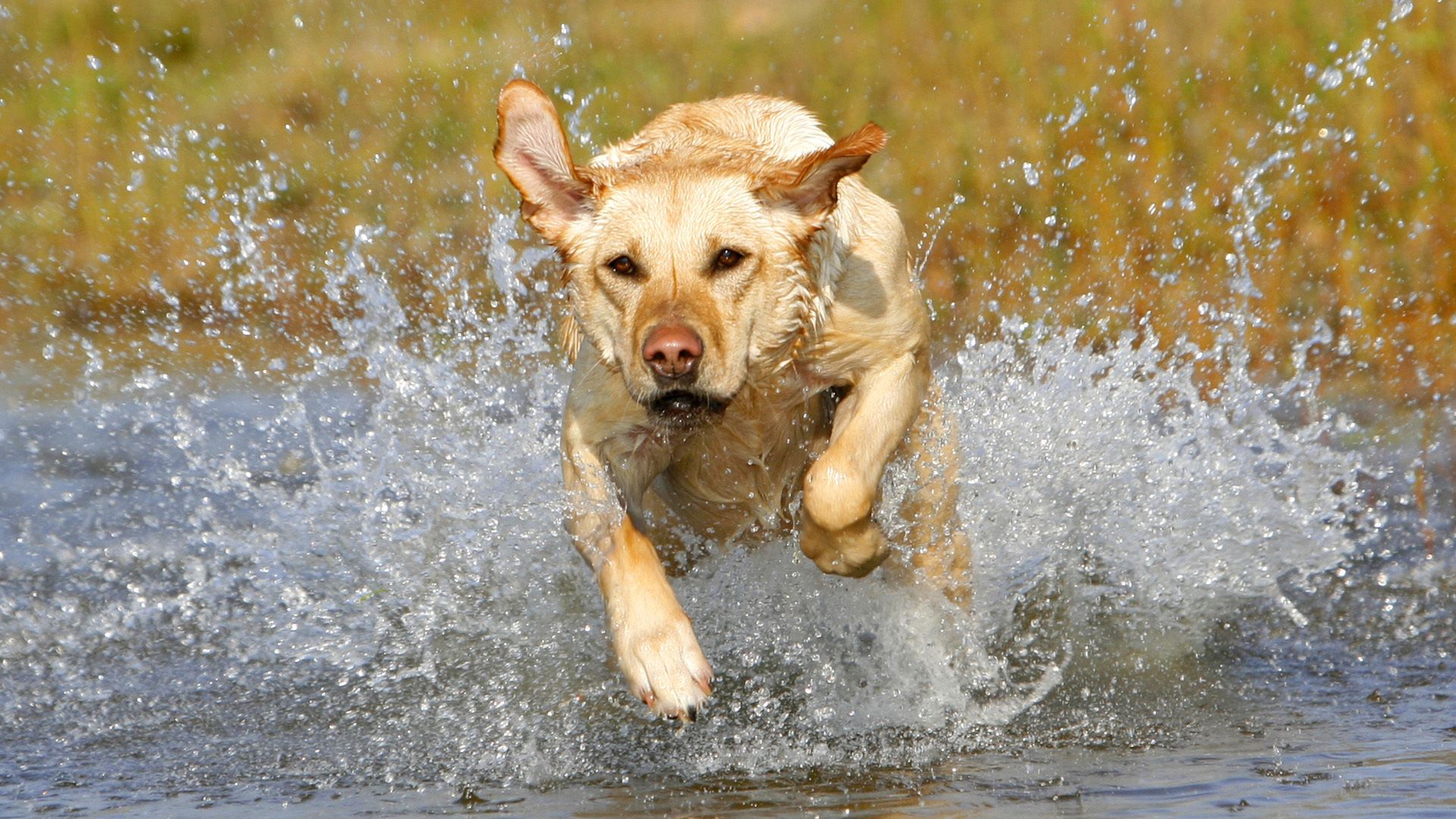 dog, muzzle, run, splash