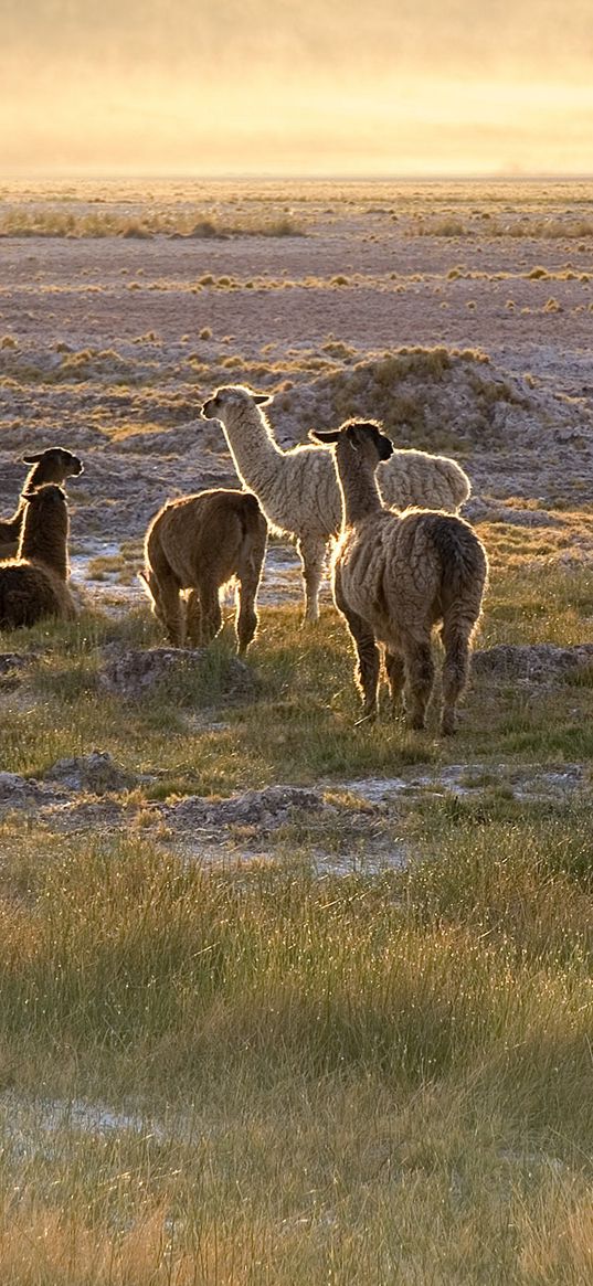 lama, sunset, walk, grass, sky