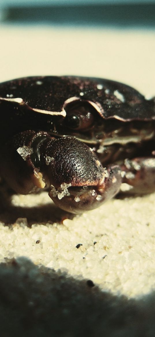 crab, sand, surface, shadow