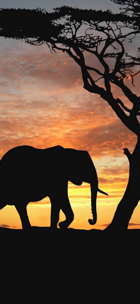 elephants, cub, silhouette, walking, trees