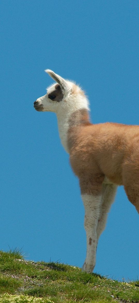 lama, grass, walking, hill