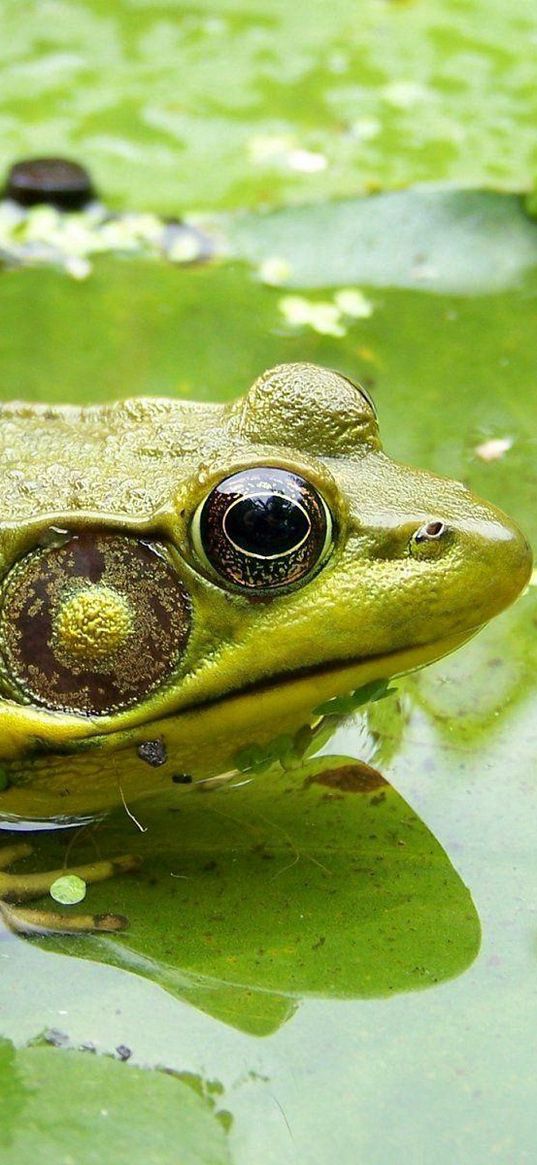 frog, moss, dirt, mud, sitting, swamp