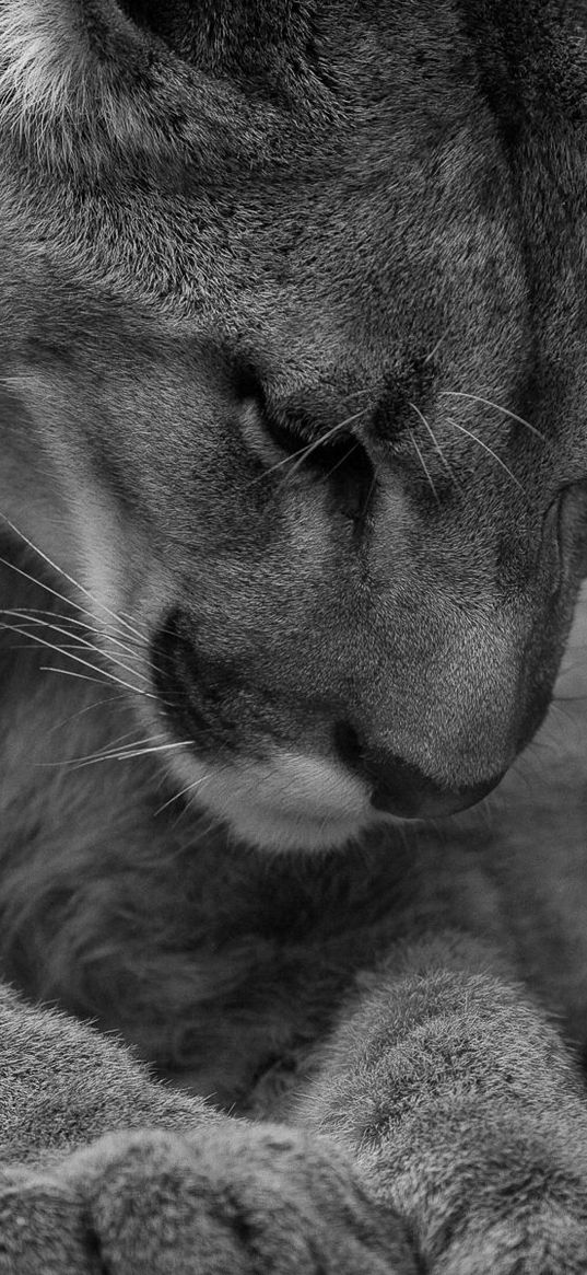 lions, lie, face, care, black and white